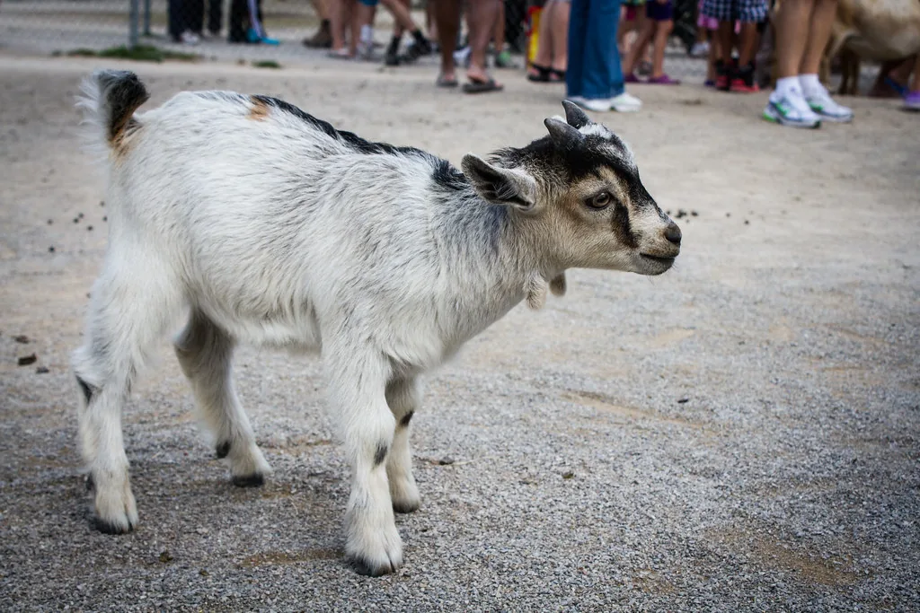 Young gray and white pygmy goat kid walking on a gravel path