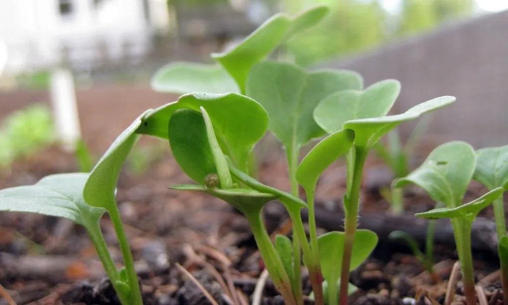 Radish seedlings with their first leaves in garden soil